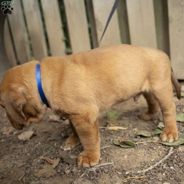 Blue, Dogue De Bordeaux/French Mastiff Puppy
