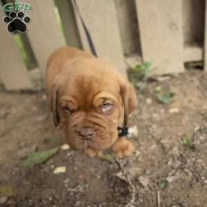 Blue, Dogue De Bordeaux/French Mastiff Puppy