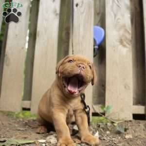 Blue, Dogue De Bordeaux/French Mastiff Puppy