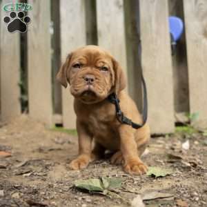 Lime, Dogue De Bordeaux/French Mastiff Puppy