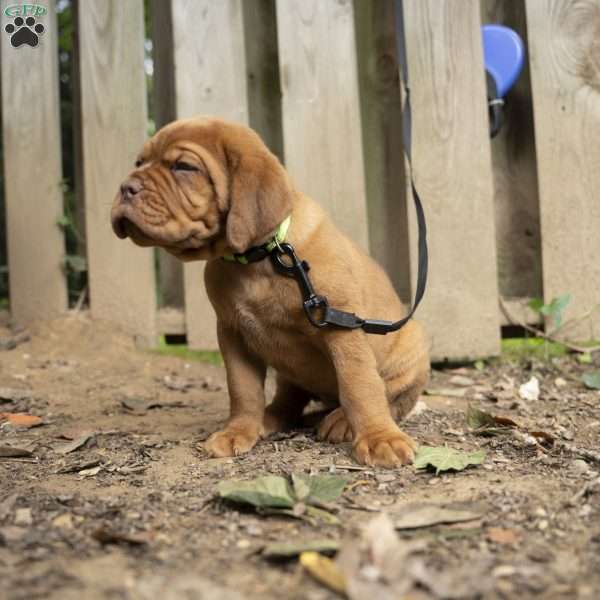 Lime, Dogue De Bordeaux/French Mastiff Puppy