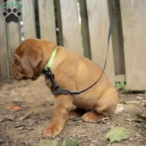 Lime, Dogue De Bordeaux/French Mastiff Puppy