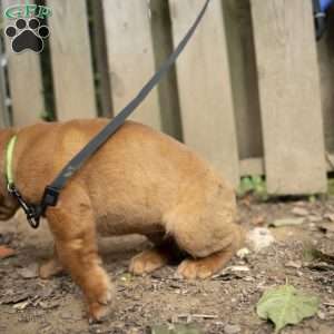 Lime, Dogue De Bordeaux/French Mastiff Puppy