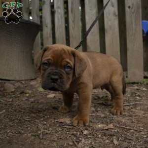Black, Dogue De Bordeaux/French Mastiff Puppy