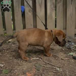 Black, Dogue De Bordeaux/French Mastiff Puppy