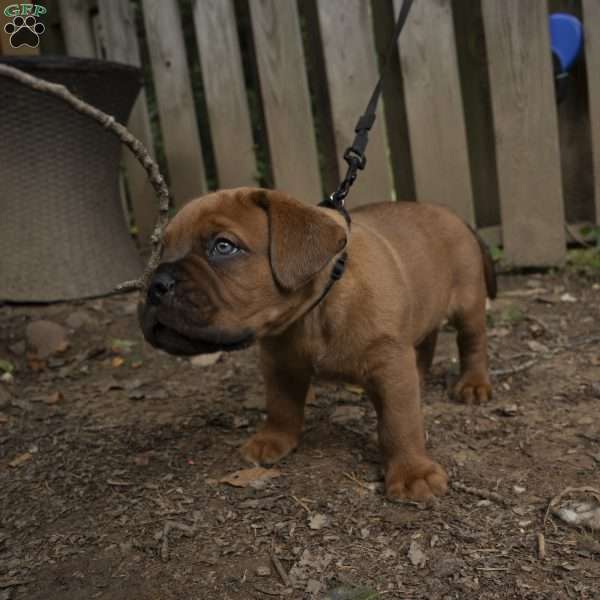 Black, Dogue De Bordeaux/French Mastiff Puppy