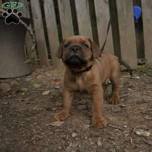 Black, Dogue De Bordeaux/French Mastiff Puppy