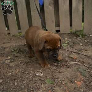 Black, Dogue De Bordeaux/French Mastiff Puppy