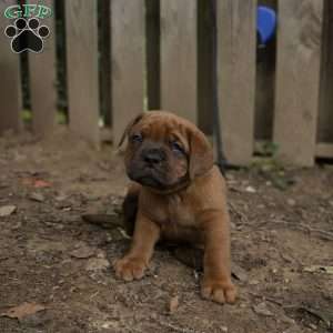 Black, Dogue De Bordeaux/French Mastiff Puppy