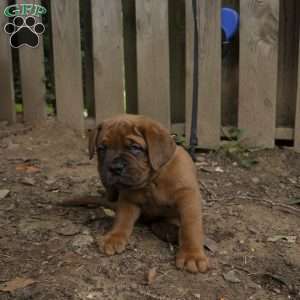 Black, Dogue De Bordeaux/French Mastiff Puppy
