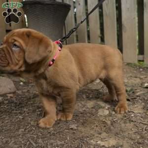 Pink, Dogue De Bordeaux/French Mastiff Puppy
