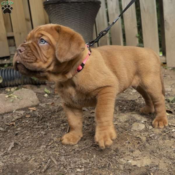 Pink, Dogue De Bordeaux/French Mastiff Puppy