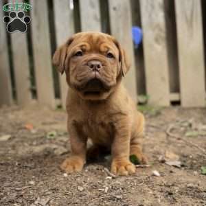 Pink, Dogue De Bordeaux/French Mastiff Puppy