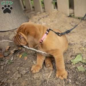 Pink, Dogue De Bordeaux/French Mastiff Puppy