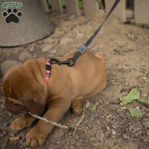 Pink, Dogue De Bordeaux/French Mastiff Puppy