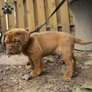 Pink, Dogue De Bordeaux/French Mastiff Puppy
