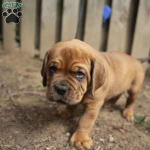Red, Dogue De Bordeaux/French Mastiff Puppy