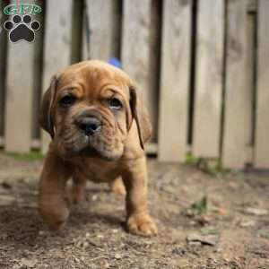Red, Dogue De Bordeaux/French Mastiff Puppy