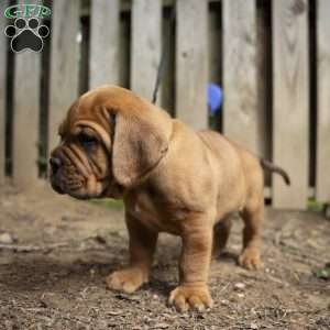 Red, Dogue De Bordeaux/French Mastiff Puppy