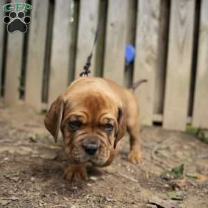 Red, Dogue De Bordeaux/French Mastiff Puppy