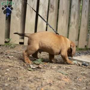 Red, Dogue De Bordeaux/French Mastiff Puppy