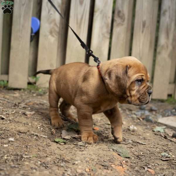 Red, Dogue De Bordeaux/French Mastiff Puppy