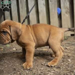 Red, Dogue De Bordeaux/French Mastiff Puppy