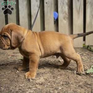 Red, Dogue De Bordeaux/French Mastiff Puppy