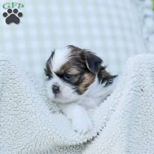 Lars, Shih Tzu Puppy