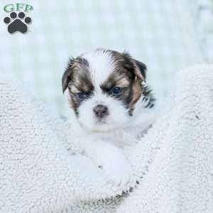 Lars, Shih Tzu Puppy