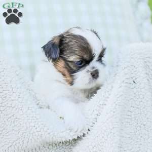 Lars, Shih Tzu Puppy