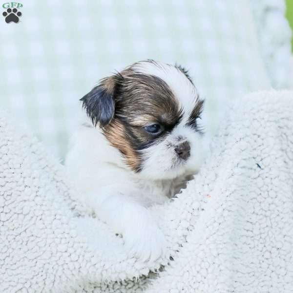 Lars, Shih Tzu Puppy
