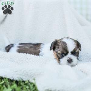 Lars, Shih Tzu Puppy