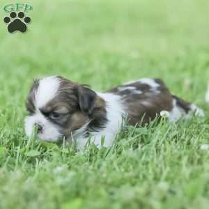 Lars, Shih Tzu Puppy