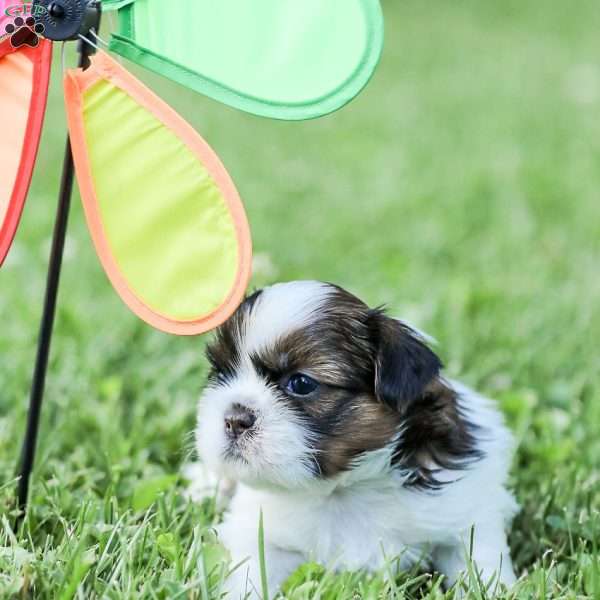 Lars, Shih Tzu Puppy