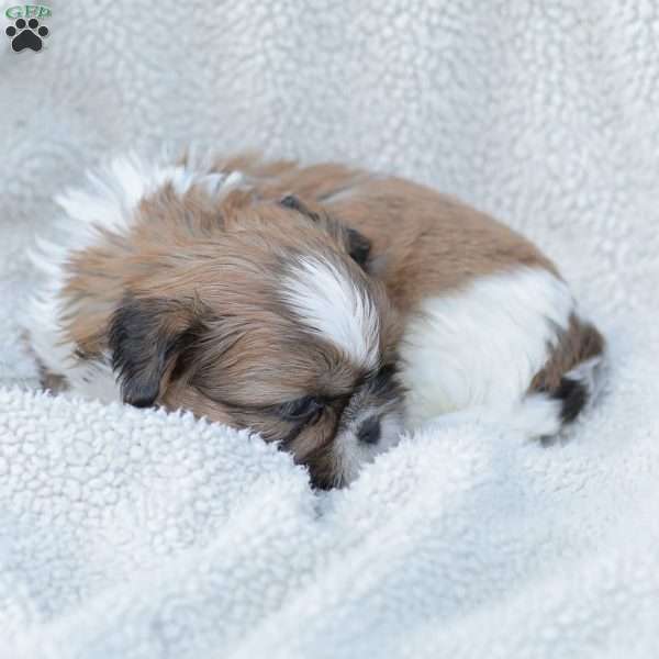 Leo, Shih Tzu Puppy