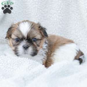 Leo, Shih Tzu Puppy