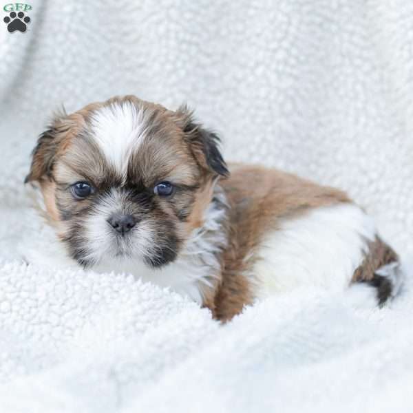 Leo, Shih Tzu Puppy