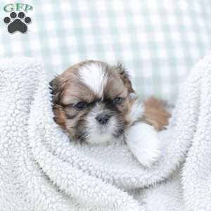 Leo, Shih Tzu Puppy