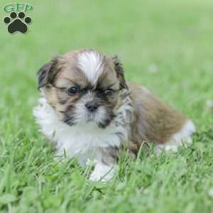 Leo, Shih Tzu Puppy