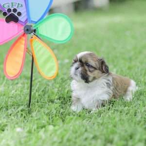 Leo, Shih Tzu Puppy