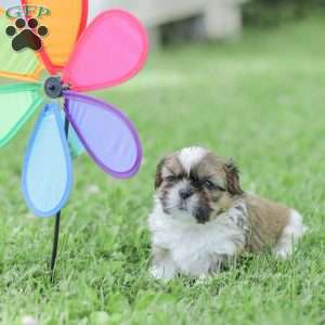 Leo, Shih Tzu Puppy