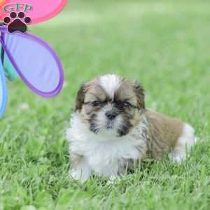 Leo, Shih Tzu Puppy