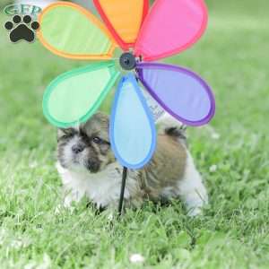 Leo, Shih Tzu Puppy