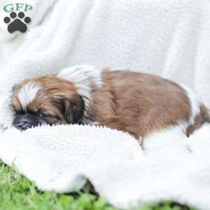 Lance, Shih Tzu Puppy