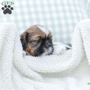 Lance, Shih Tzu Puppy