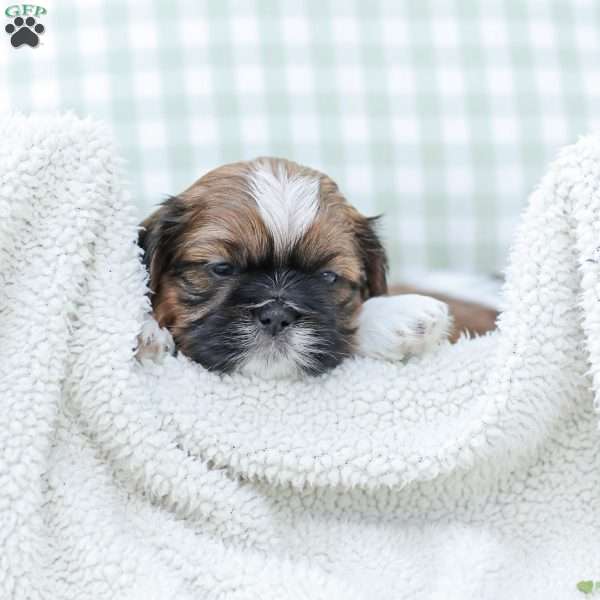 Lance, Shih Tzu Puppy