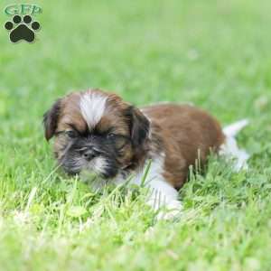 Lance, Shih Tzu Puppy