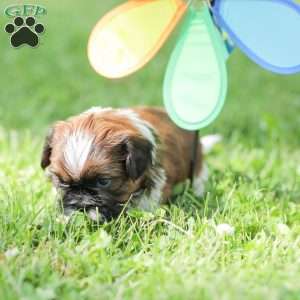 Lance, Shih Tzu Puppy