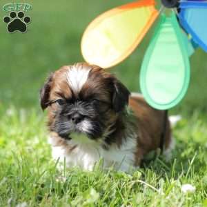 Lance, Shih Tzu Puppy